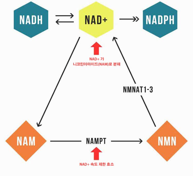 NAD+와 NAM
