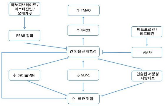 TMAO 위험 및 간 인슐린 저항성 그림