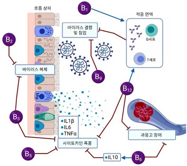 바이러스에 대응하는 비타민 B군