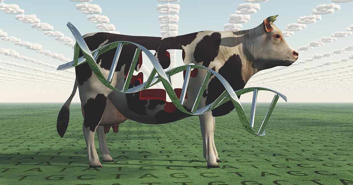 유전자 편집 소를 승인한 FDA