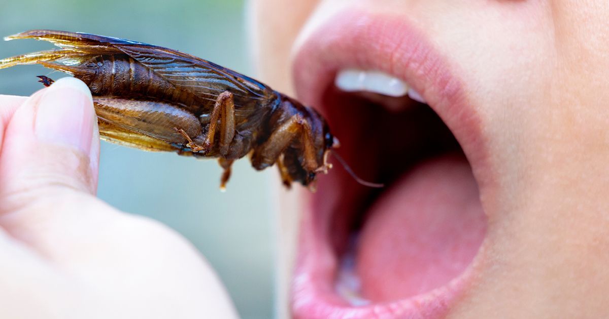 인간이 먹을 수 있도록 승인된 곤충 16종